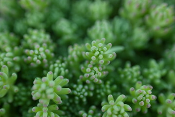 close-up photo of a green succulent, Close-up photograph of the patterns and leaves of a succulent...