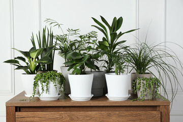 Many beautiful green potted houseplants on wooden table indoors