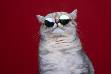 fluffy cat wearing sunglasses looking cool. studio portrait on vibrant red background with copy...