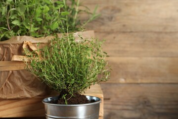 Aromatic potted thyme on wooden background. Space for text