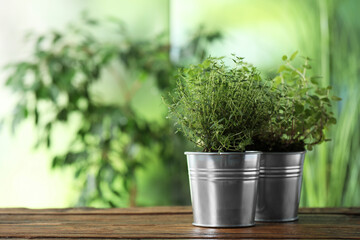 Aromatic potted thyme and oregano on wooden table. Space for text