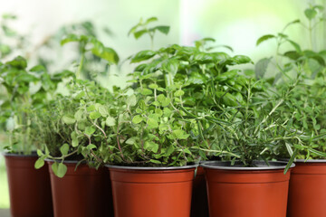 Closeup view of different aromatic potted herbs