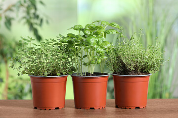 Fototapeta premium Different aromatic potted herbs on wooden table