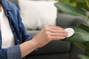 Woman wiping leaves of beautiful houseplant with cotton pad indoors, closeup