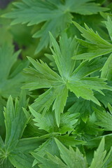 green leaves close-up, green spring leaves close-up, photo for inscription, sustainable development, background with green leaves