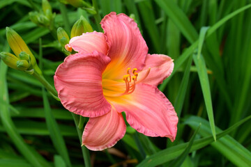 Macro images of a beautiful day lily