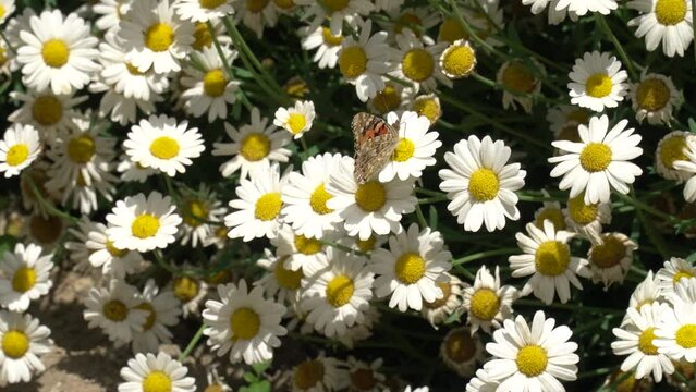 A bee sits on a chamomile flower