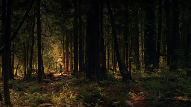 Moving Sideways Through Dark Summer Forest Fantasy Scene