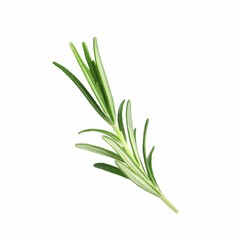 Sprig of fresh rosemary isolated on white