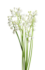 Fototapeta na wymiar Beautiful lily of the valley flowers on white background