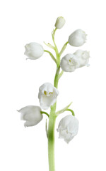 Beautiful lily of the valley flower on white background