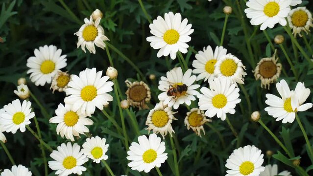A bee sits on a chamomile flower