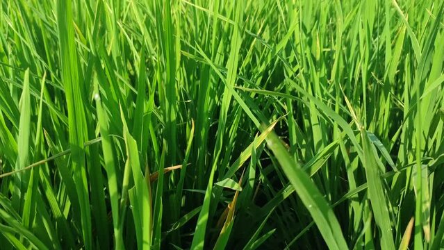 Video 4K of Rice with the Latin name Oryza sativa is one of the most important cultivated crops in civilization.