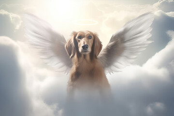 a happy dachshund dog in heaven. Wings and halo. pet heaven, animal heaven. Canis lupus familiaris dog breed. Wings and halo.