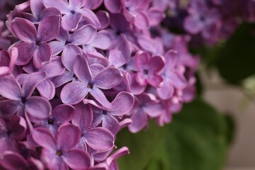 Beautiful blooming lilac flowers against blurred background, closeup. Space for text