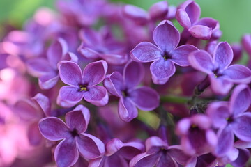 Bright pink lilac blooming with flowers and buds close up, soft lilac, pink flowers lilac, art beautiful bokeh, close up of lilac flowers, lilac flowers on a branch, Pink lilac flowers background