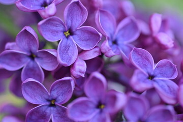 Naklejka na ściany i meble Bright pink lilac blooming with flowers and buds close up, soft lilac, pink flowers lilac, art beautiful bokeh, close up of lilac flowers, lilac flowers on a branch, Pink lilac flowers background