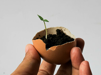 hand holding plant seed in eggshell.utilization of household waste for organic gardens 