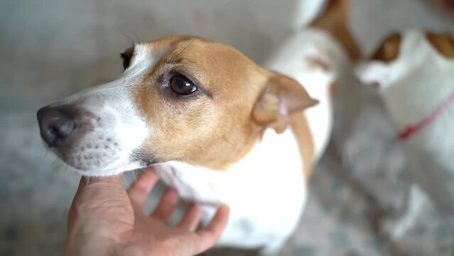 Petting relaxed face of dog Jack Russell terrier while the younger dog playing with toy at the background. Pet family. Pet love trust and care video footage. Tender moment of closeness