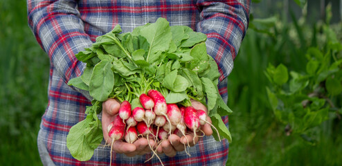 close-up of a bunch of freshly picked radishes in the hands of a farmer. - obrazy, fototapety, plakaty