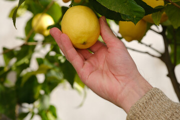 male hand touches fruits of lemon tree of genus Citrus of Rutaceae family, garden in valley,...
