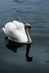 white swan on the lake