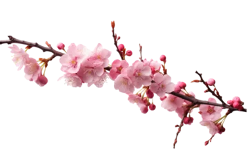 Gordijnen pink cherry blossom © Anthony