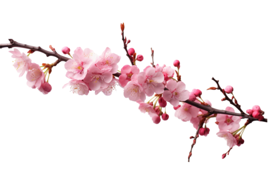 pink cherry blossom