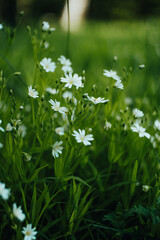 Beautiful spring flowers in a wild nature