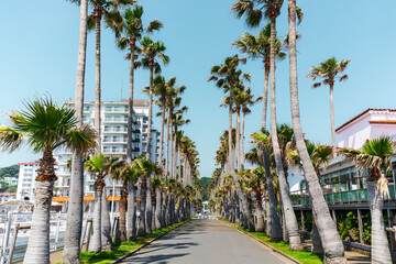 (神奈川県ｰ風景)初夏のマリーナ風景３