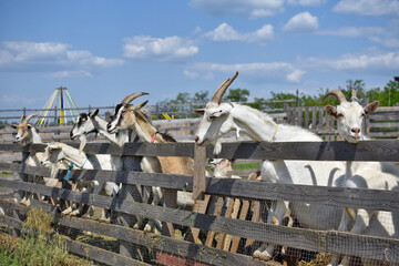 Fototapeta na wymiar herd of goats near the fence on the background of the farm