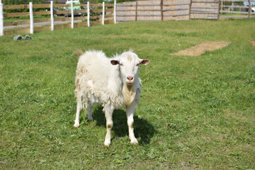 Obraz premium white goat on the farm grazing on the lawn