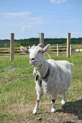 a young goat is standing in a farm in the countryside. A beautiful white goat grazes in a clearing