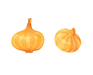 タマネギ　水彩