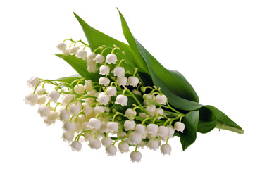 Obraz premium lilies of the valley