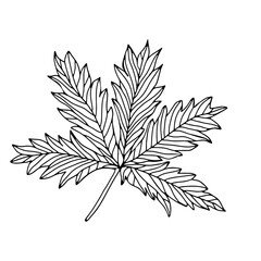 Hand drawn leaves, floral elements isolate on white background