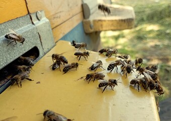 bees on the yellow landing board of the beehive bustle about