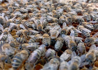 a swarm of bees on a vertical blue surface in daylight