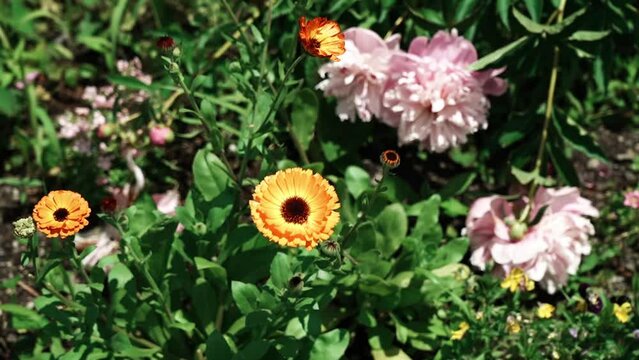 花の映像