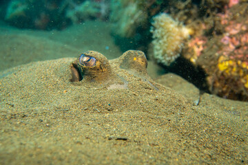 Blaupunkt Rochen hat sich im Sand vergraben - Komodo Nationalpark