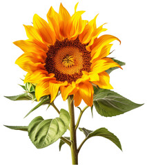 Fototapeta premium sunflower isolated on white