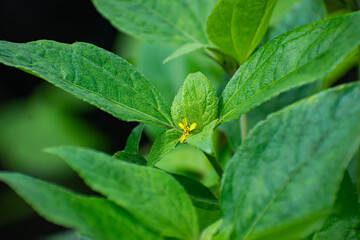 Synedrella is a genus of flowering plants in the family Asteraceae. It contains only one known species, Synedrella nodiflora, native to South America, Central America, Mexico,