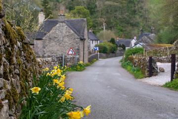 Focus on blooming yellow daffodils by the road in the Peak District village Milldale, which is in the scenic Dovedale. Backdrop of traditional stone cottages - obrazy, fototapety, plakaty