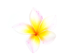 Close up frangipani flowers   isolated on white background