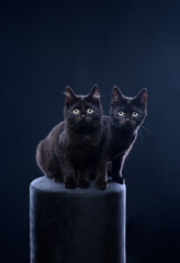 two curious black kittens sitting side by side looking at camera. studio portrait on black background with copy space