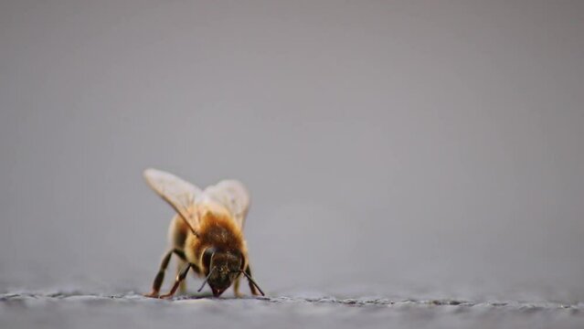 Single bee on ground grooming wings and legs before collecting pollen as important pollinator for honey production in close-up macro view with detailed wings and bee body in low angle view on street