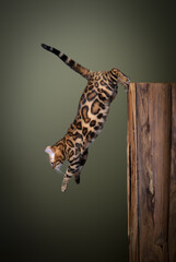 Bengal cat jumping down from a wooden tree log.  mid air studio shot on olive green background with...