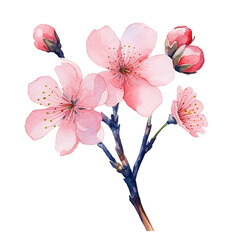 Beautiful water color of Sakura cherry blossom clip arts