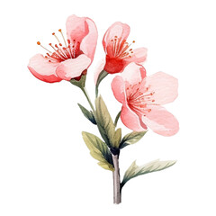 Beautiful water color of Sakura cherry blossom clip arts
