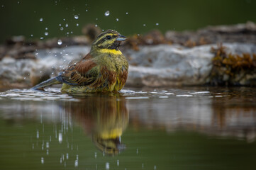Cirl bunting bathing in a reflection pool of water